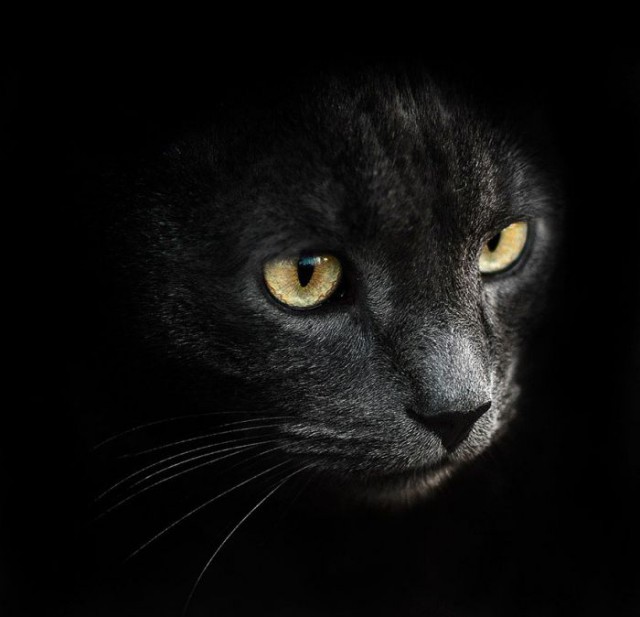 Коты из сети