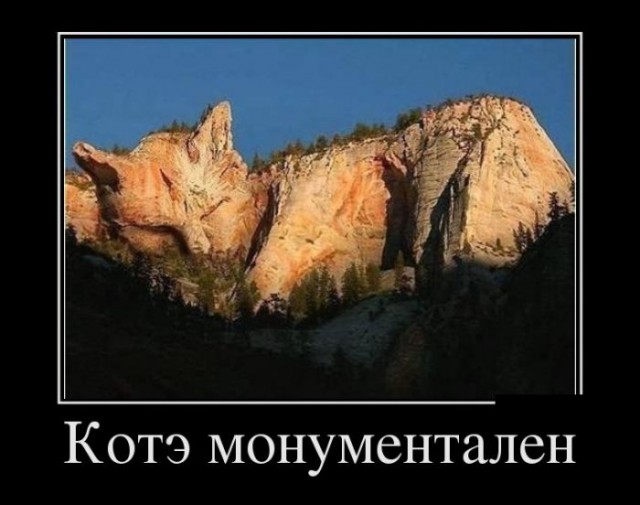 Коты из сети