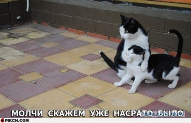 забавные комментарии и диалоги