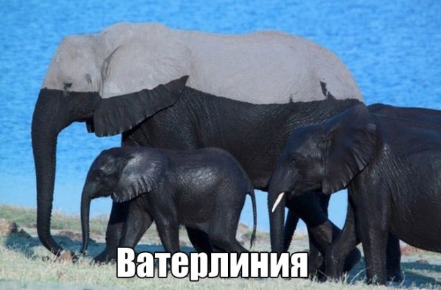 Подборка забавных животных