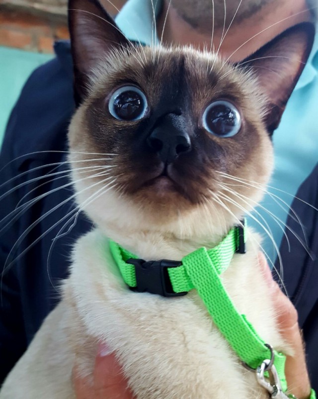 Коты и Кошки