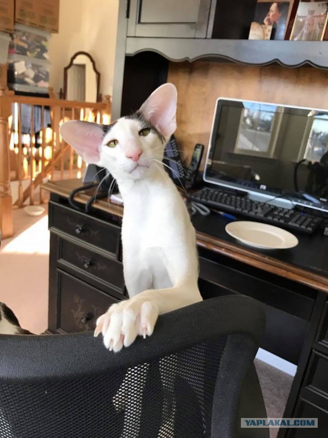 Котовторник 11/04/2017