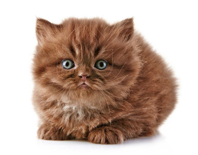 Коты и Кошки