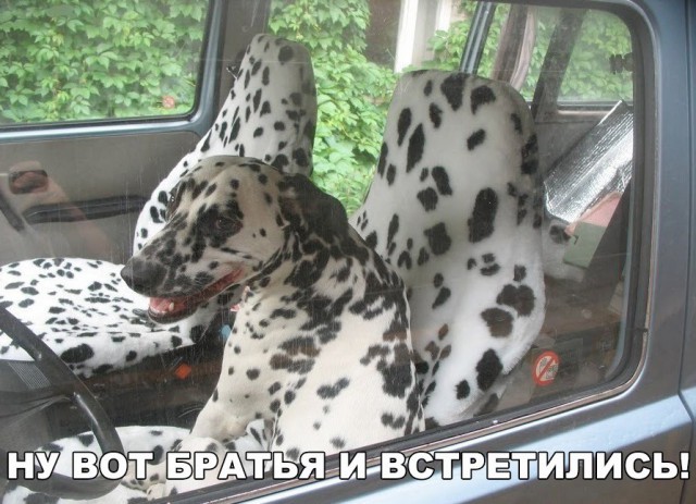 Подборка забавных животных