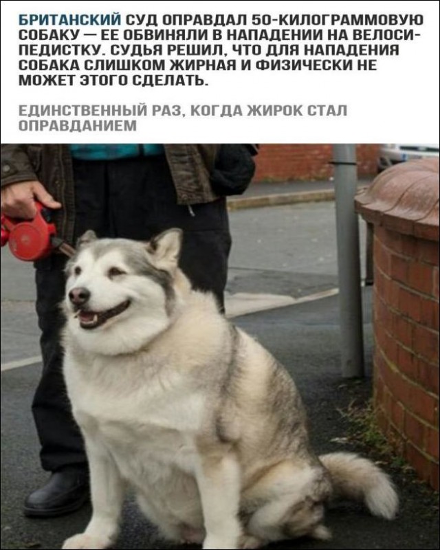 Живность из сети
