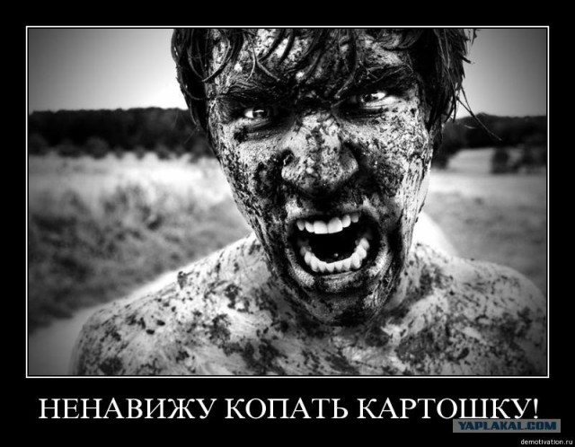 "Картошку воруют?!"