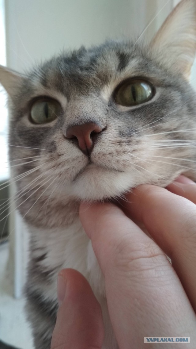 Котовторник  23.01.2018