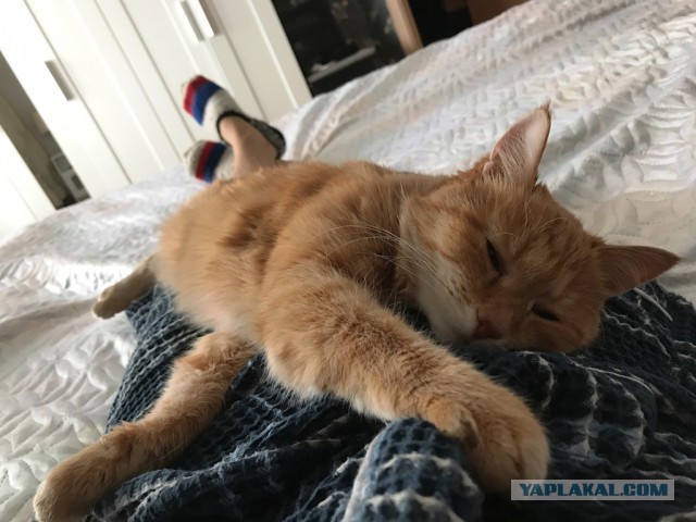 Вся красота беспородных кошек. Котовторнику посвящается.