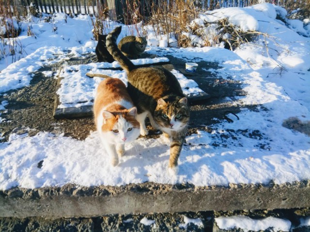 Прикольных котов пост