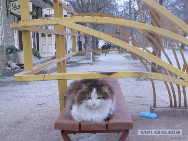Крымские каникулы. Котовторник