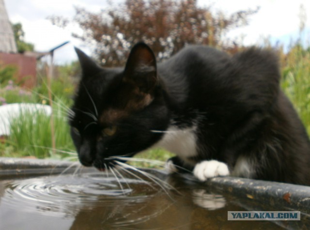 Котовторник 26.06.2018