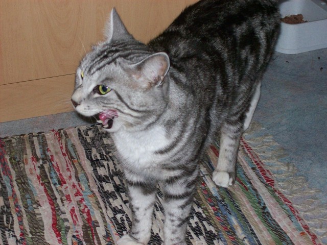 Котовторник (16.09.08)