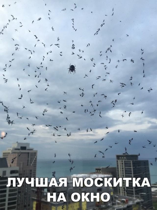 Нестандартный юмор