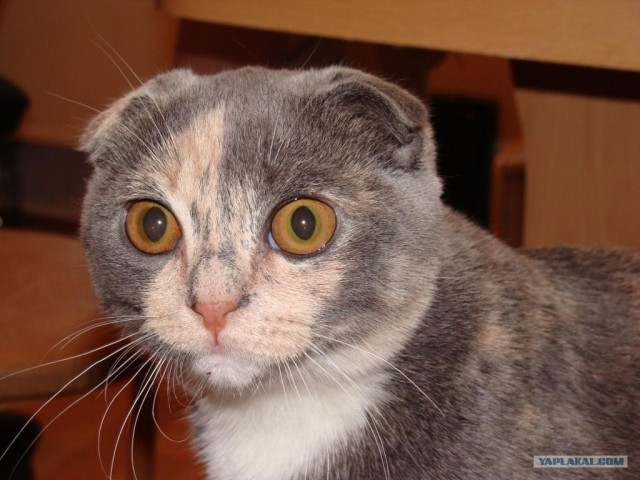 Котовторник (02.06.2009)