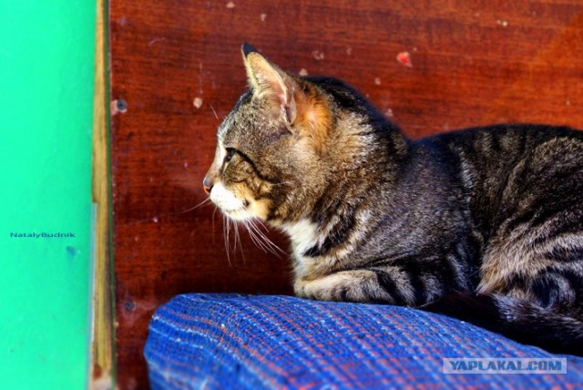 Котовторник на 22 июня