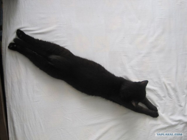 Котовторник стартует