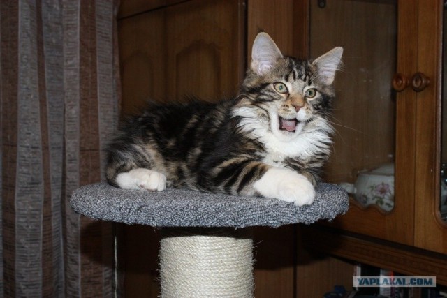 Начинаем котовторник!