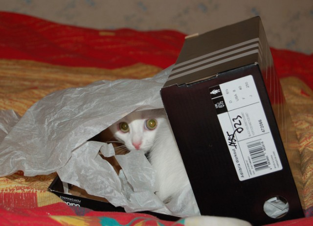 Котовторник объявляется открытым!