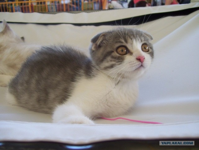 Сонный Котовторник