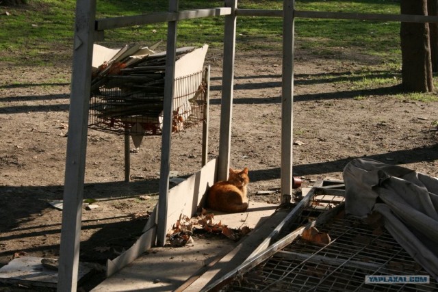 Котовторник 27.03.2012