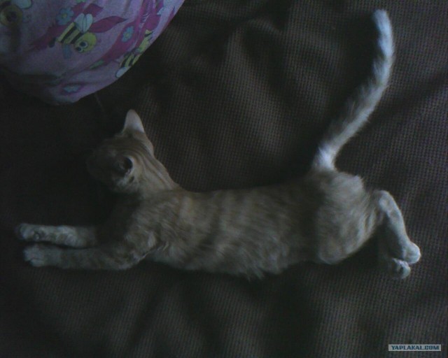 Котовторник  от 3.04.2012