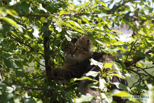 Котовторник 29.05.2012