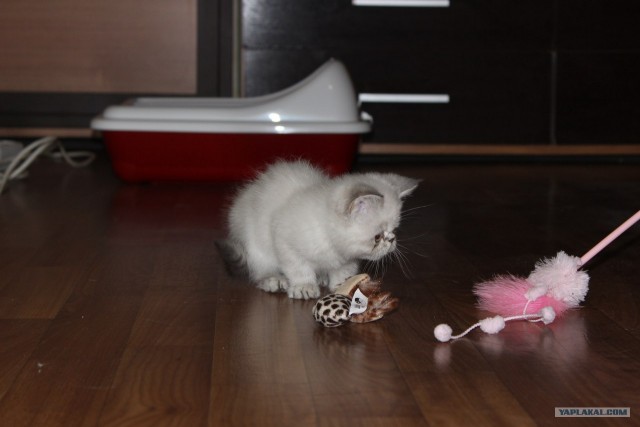 Котовторник 31.07.2012 г.
