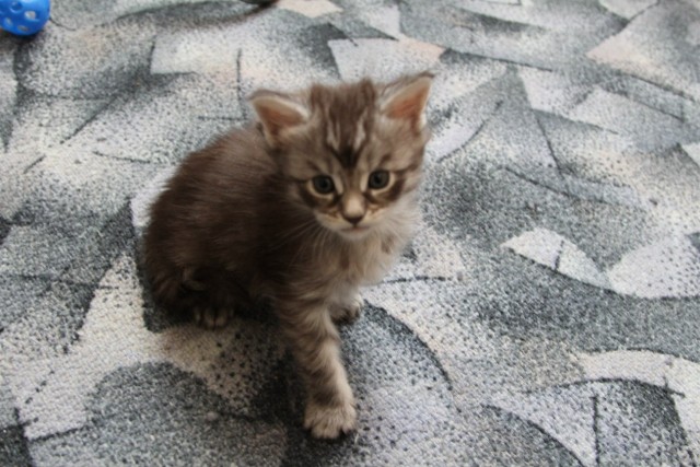 Котовторник  14.08.2012.