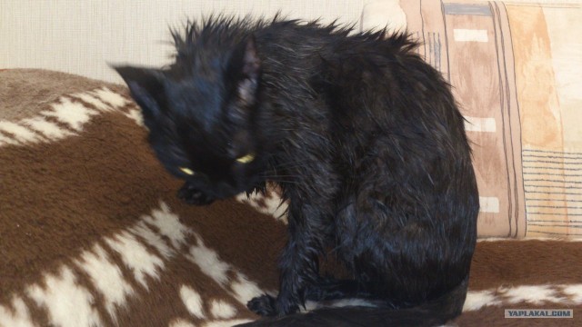 Как котейку мыли