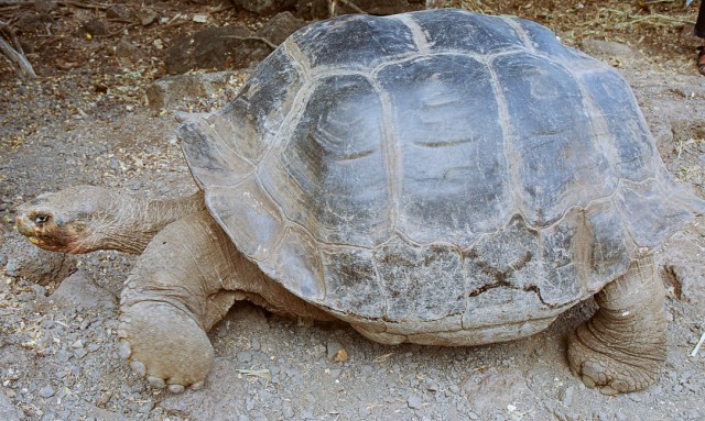 Черепахи умирают молча