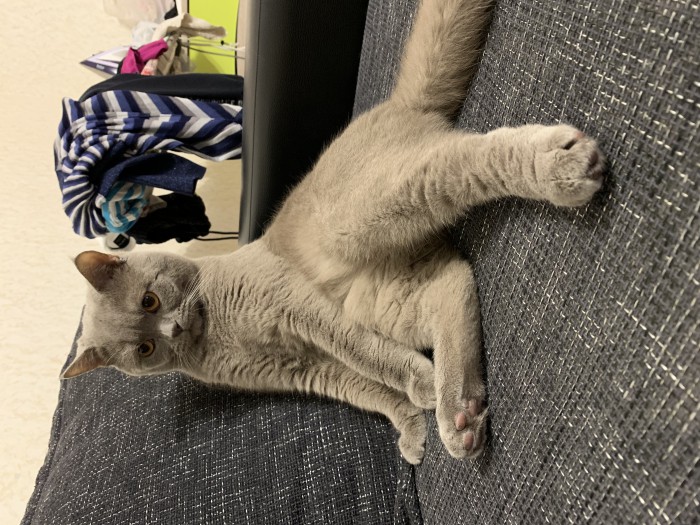 С Днём кошки!