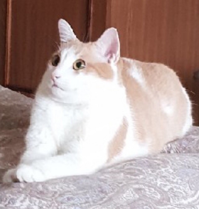 Забавные фото котеек