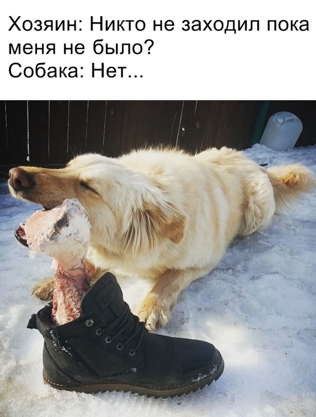 Живность из сети
