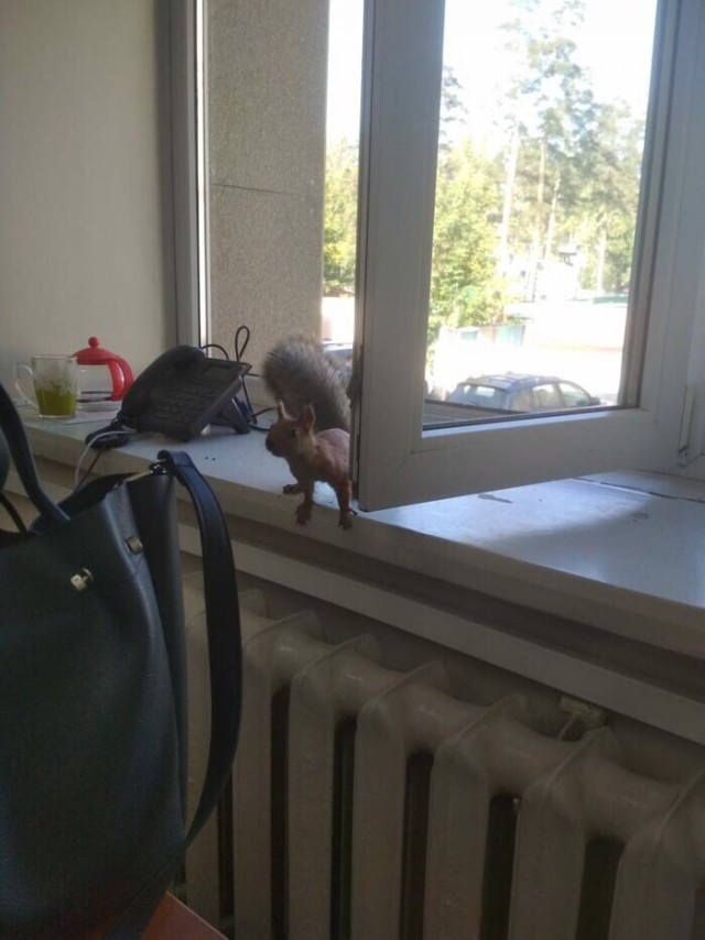 Живность из сети