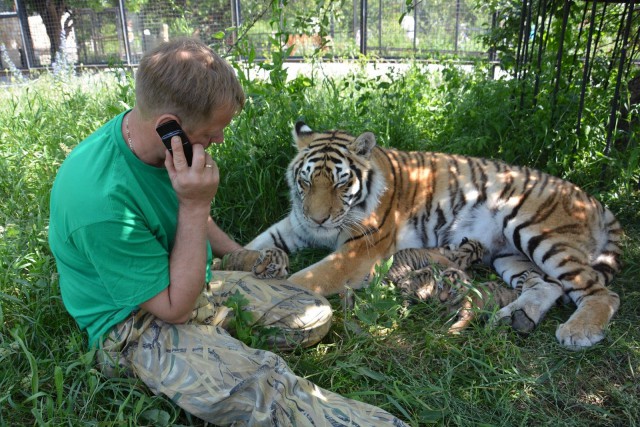 Дикий котовторник 20.08.19