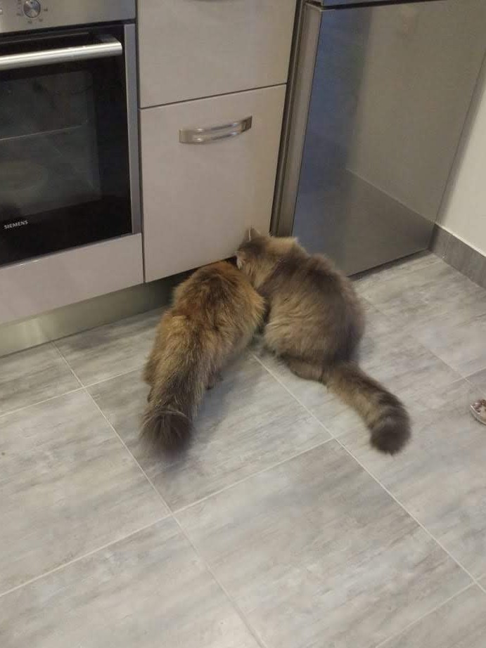 Навеяло темой про брошенного котейку