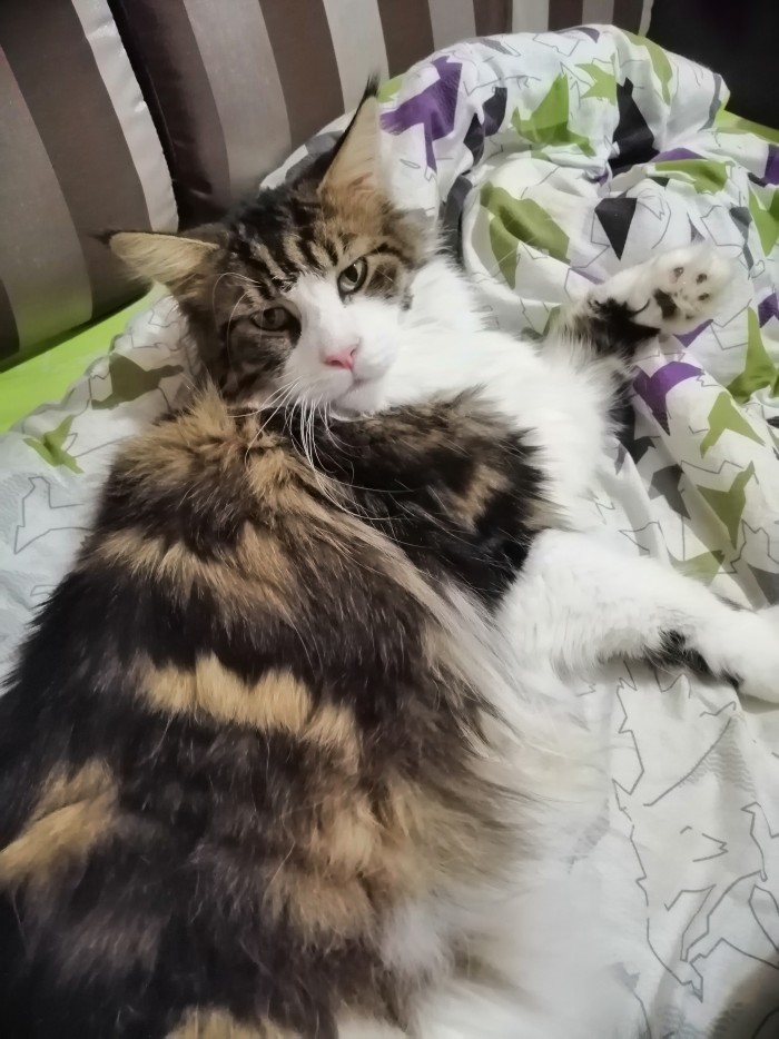 Котовторник от генерала мяу