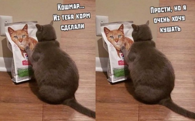 Бредзона из картинок
