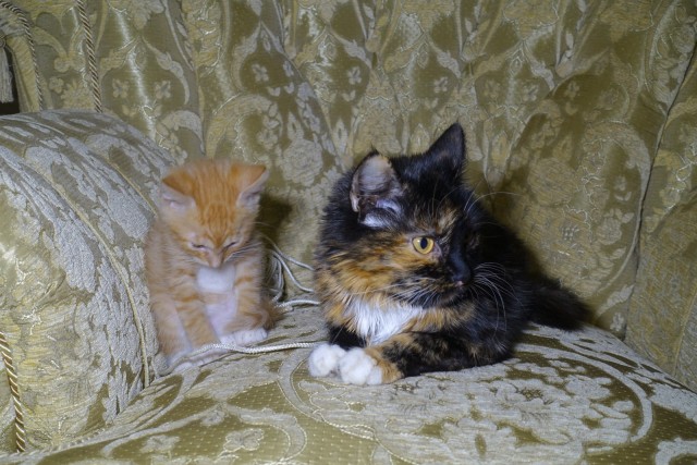Коты-буддисты