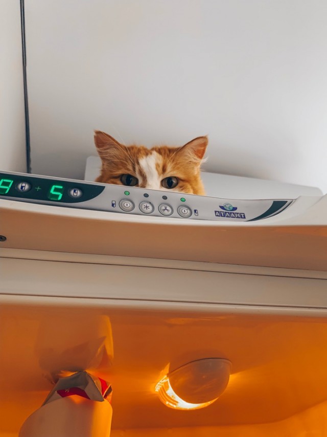 Забавные картинки с котами из сети