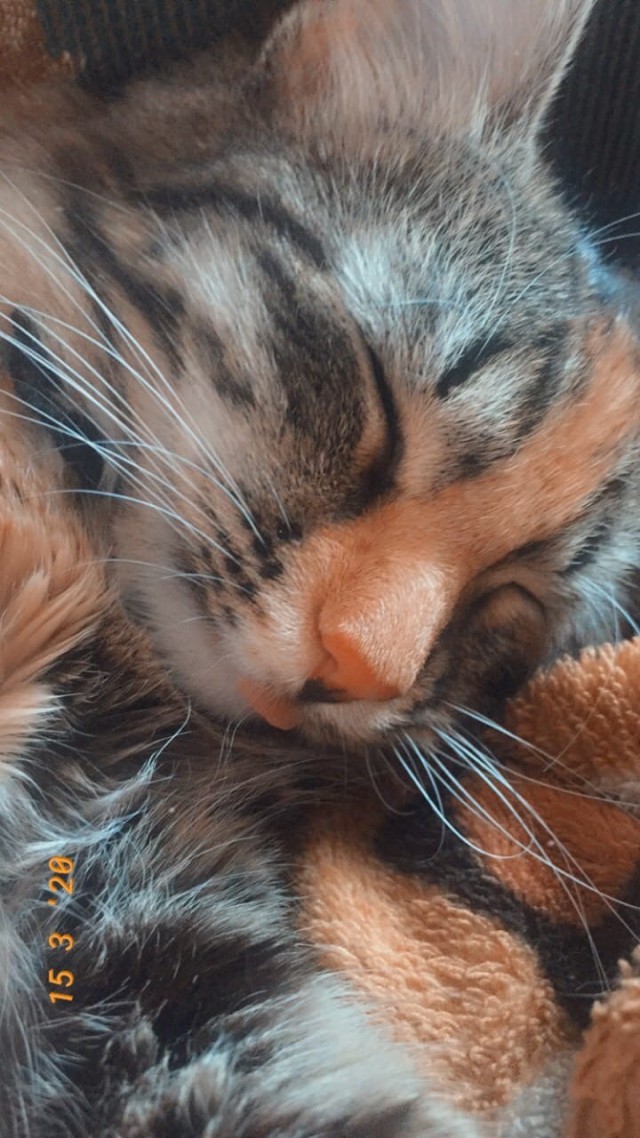 Котики