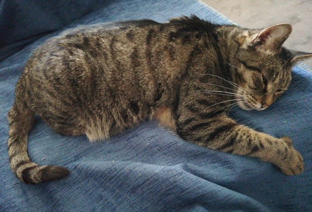 Котовторник