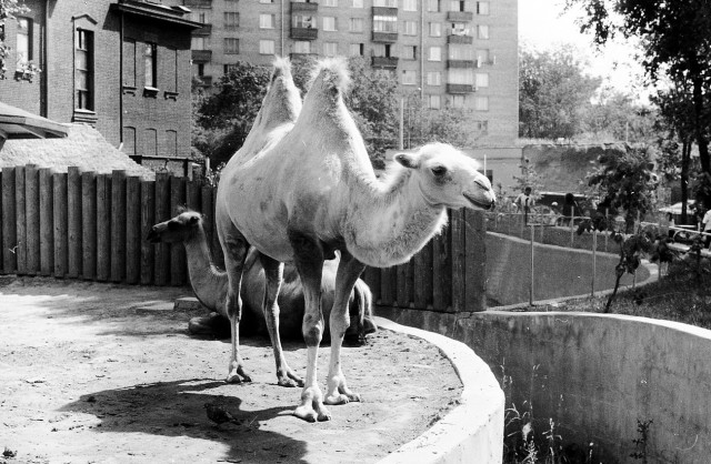 Плёночная фотография. Хобби