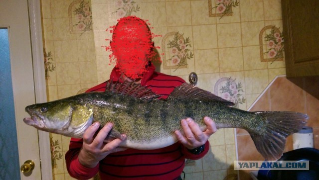 Щука