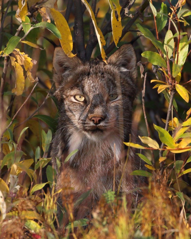 Эти забавные животные