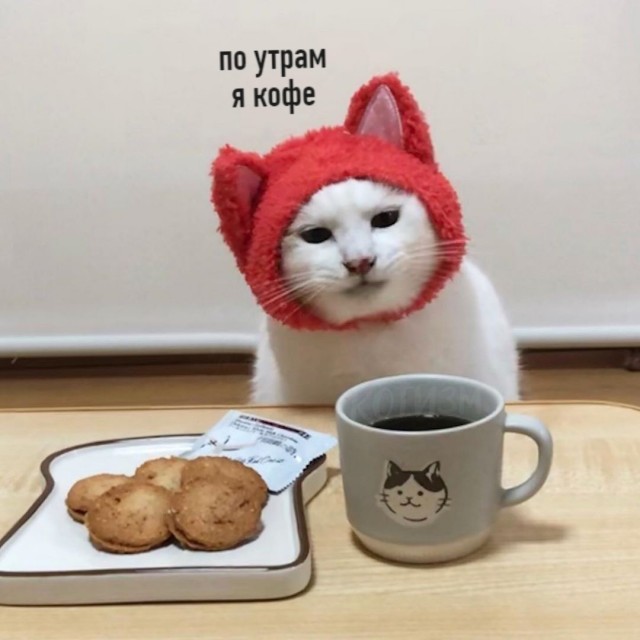 Про котикоф