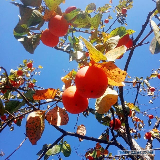 #ЯПовар. Торт с черемухой.