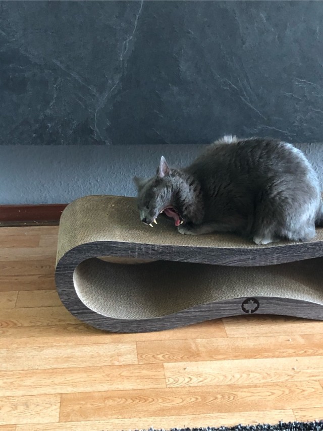 Котаны со странностями