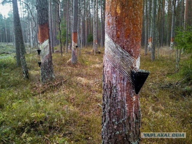 Почему старые деревянные дома не гниют сотню лет