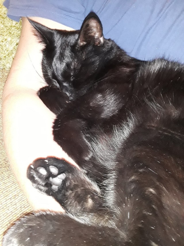 Котовторник же очередной